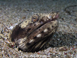 Spotted Snake Eel by Abimael Márquez 